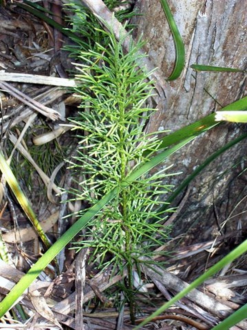 Lycopodium deuterodensum