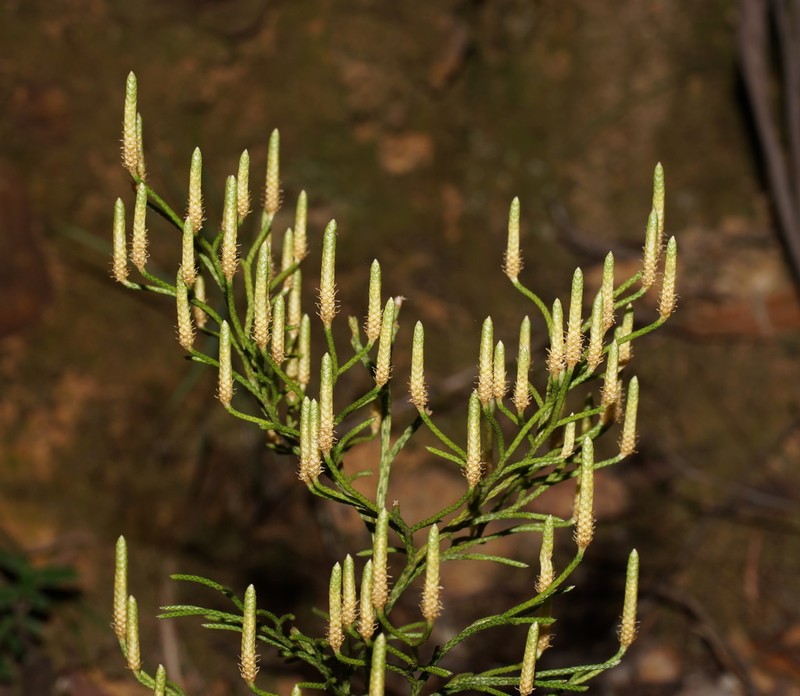 Lycopodium deuterodensum photo 2