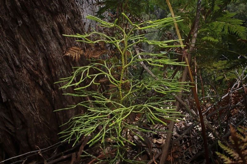 Lycopodium deuterodensum photo 3