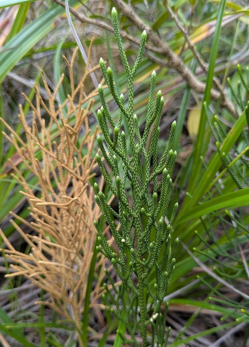 Lycopodium deuterodensum photo 4