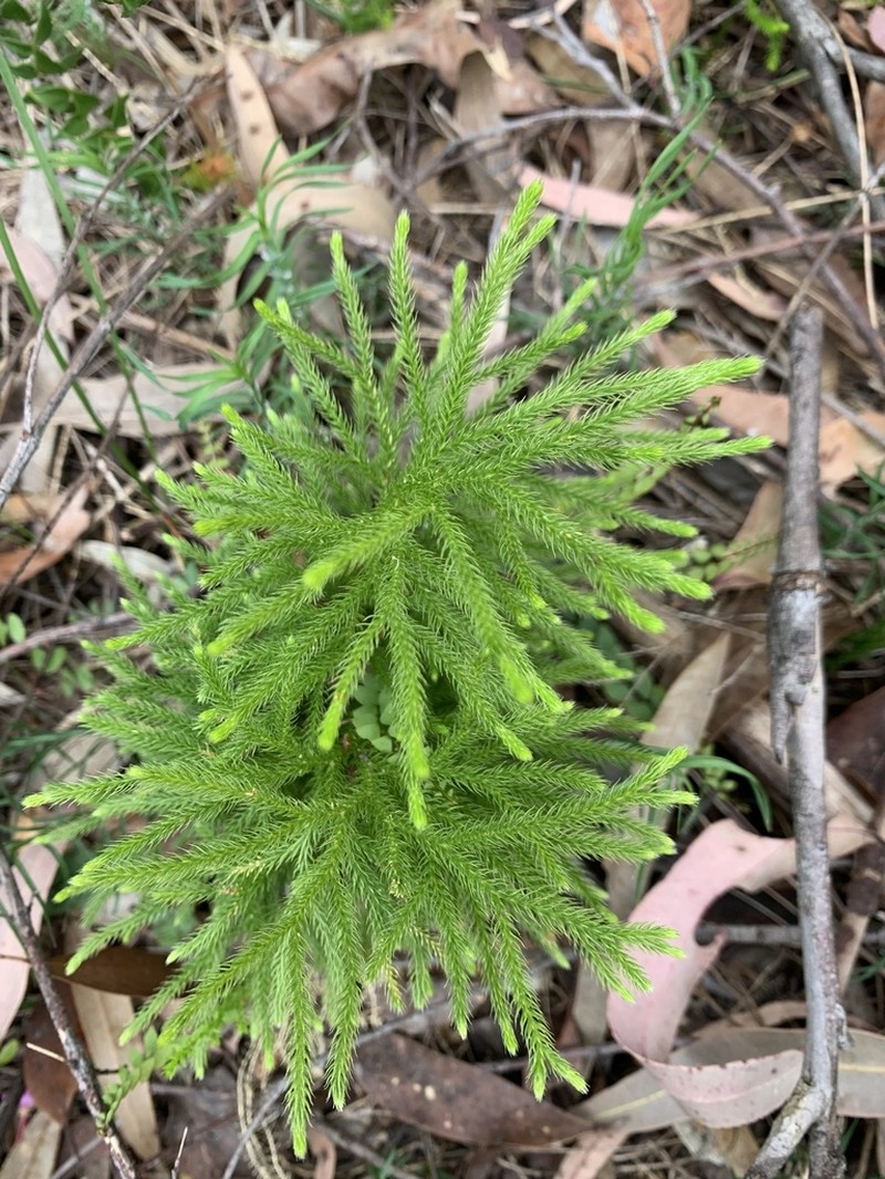 Lycopodium deuterodensum photo 5