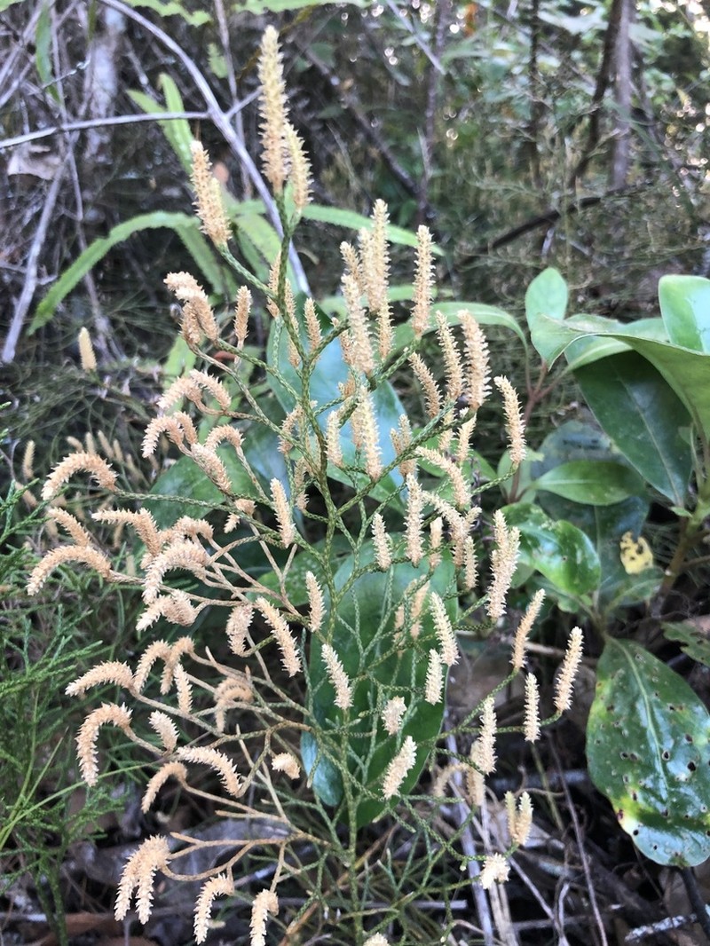 Lycopodium deuterodensum photo 6