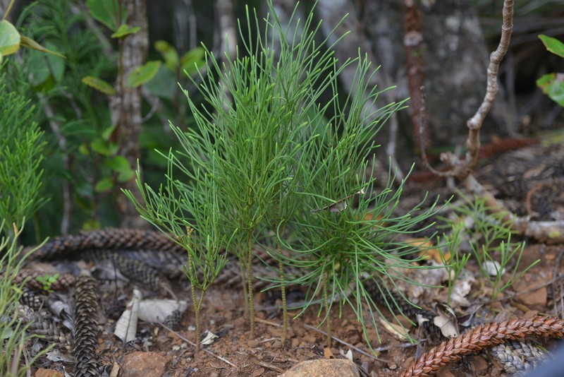 Lycopodium deuterodensum photo 7