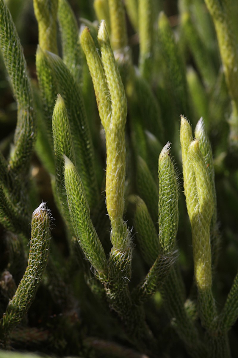 Lycopodium diaphanum