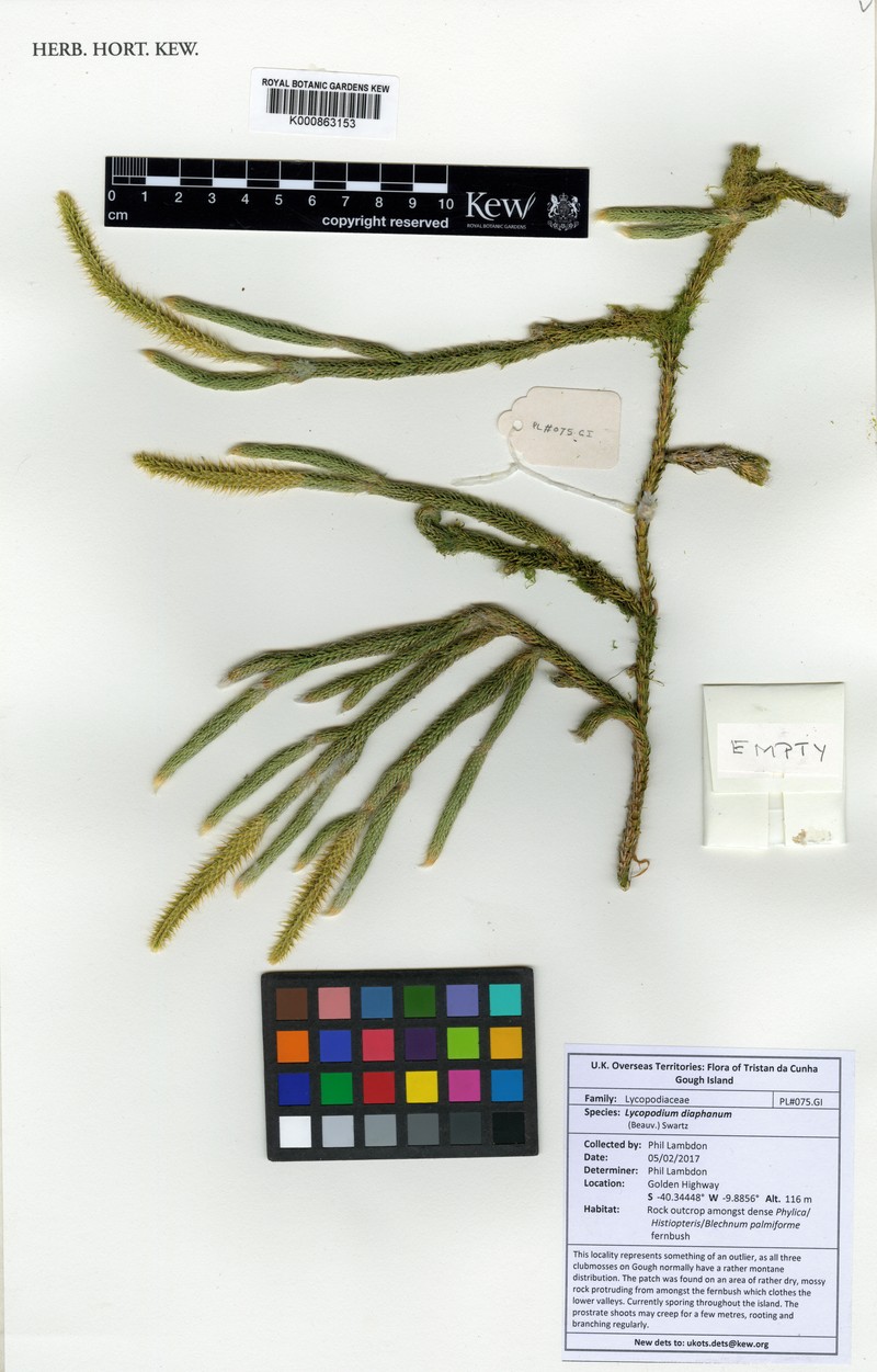 Lycopodium diaphanum photo 2