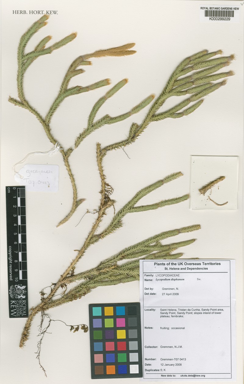 Lycopodium diaphanum photo 3