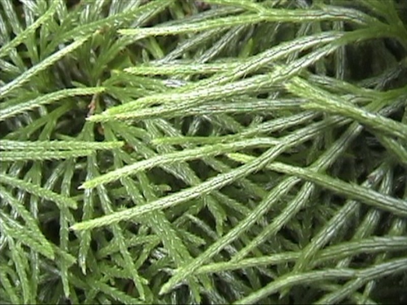 Fan Clubmoss photo 2