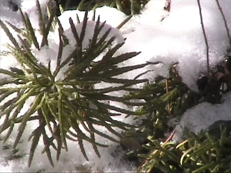 Fan Clubmoss photo 3