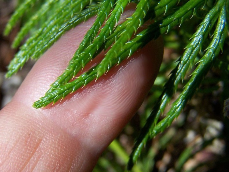 Fan Clubmoss photo 4