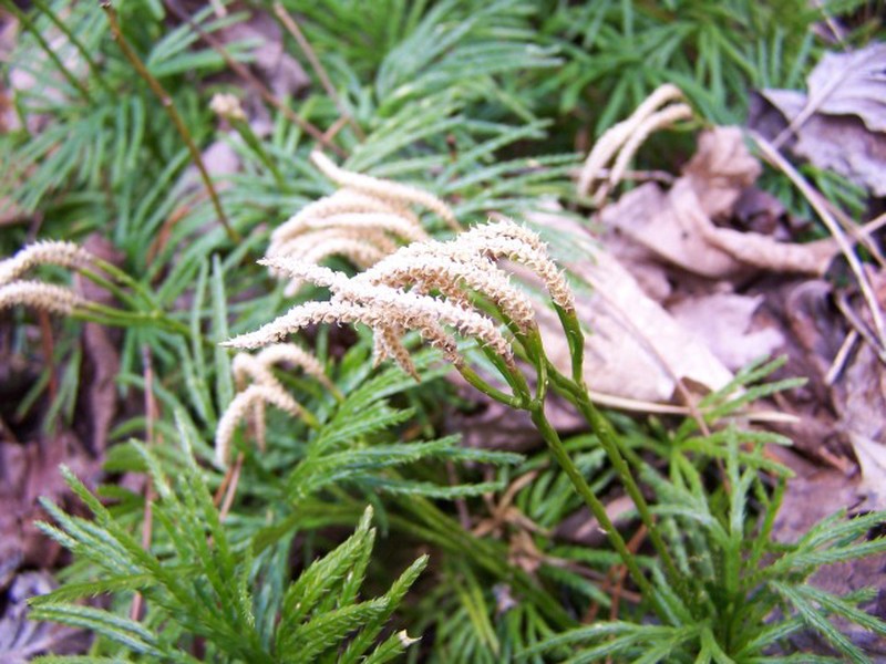 Fan Clubmoss photo 5