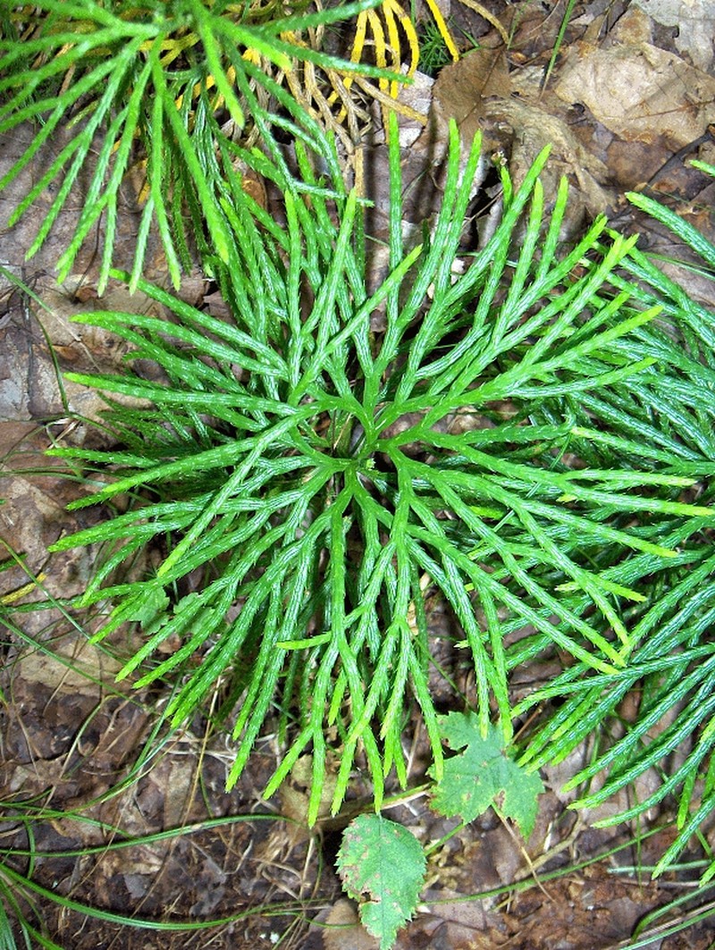 Fan Clubmoss photo 6