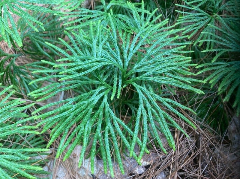 Fan Clubmoss