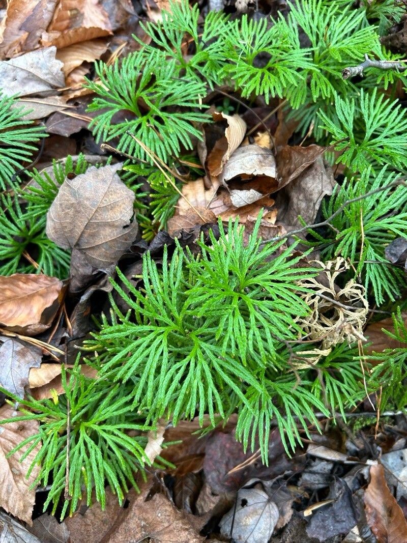 Fan Clubmoss photo 2