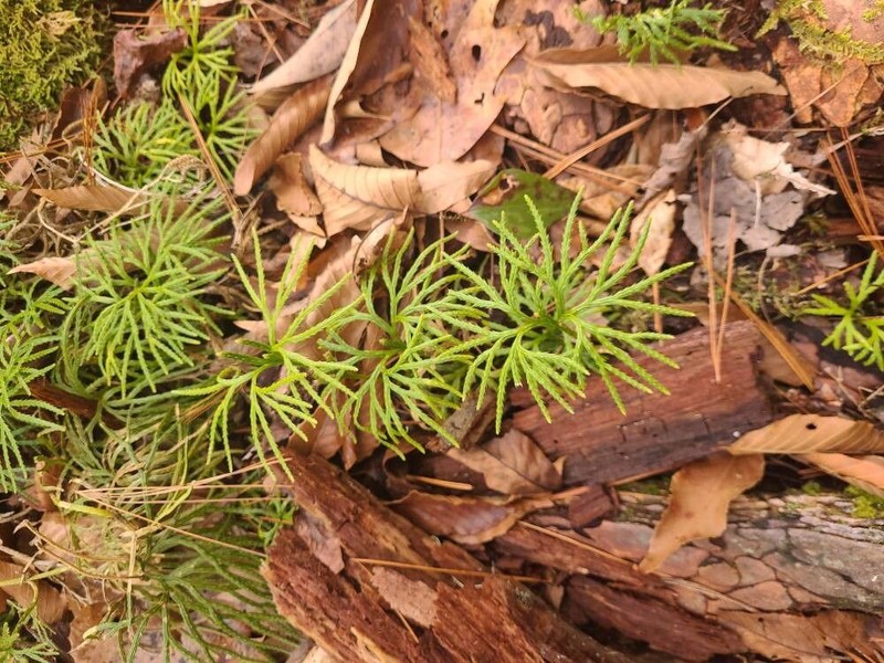 Fan Clubmoss photo 3