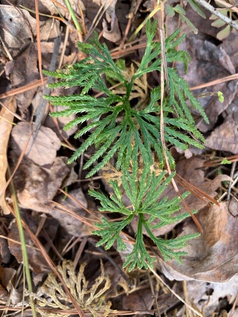 Fan Clubmoss photo 4