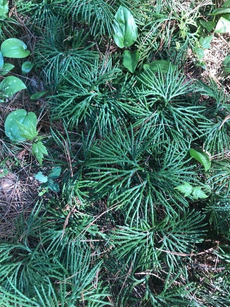 Fan Clubmoss photo 5