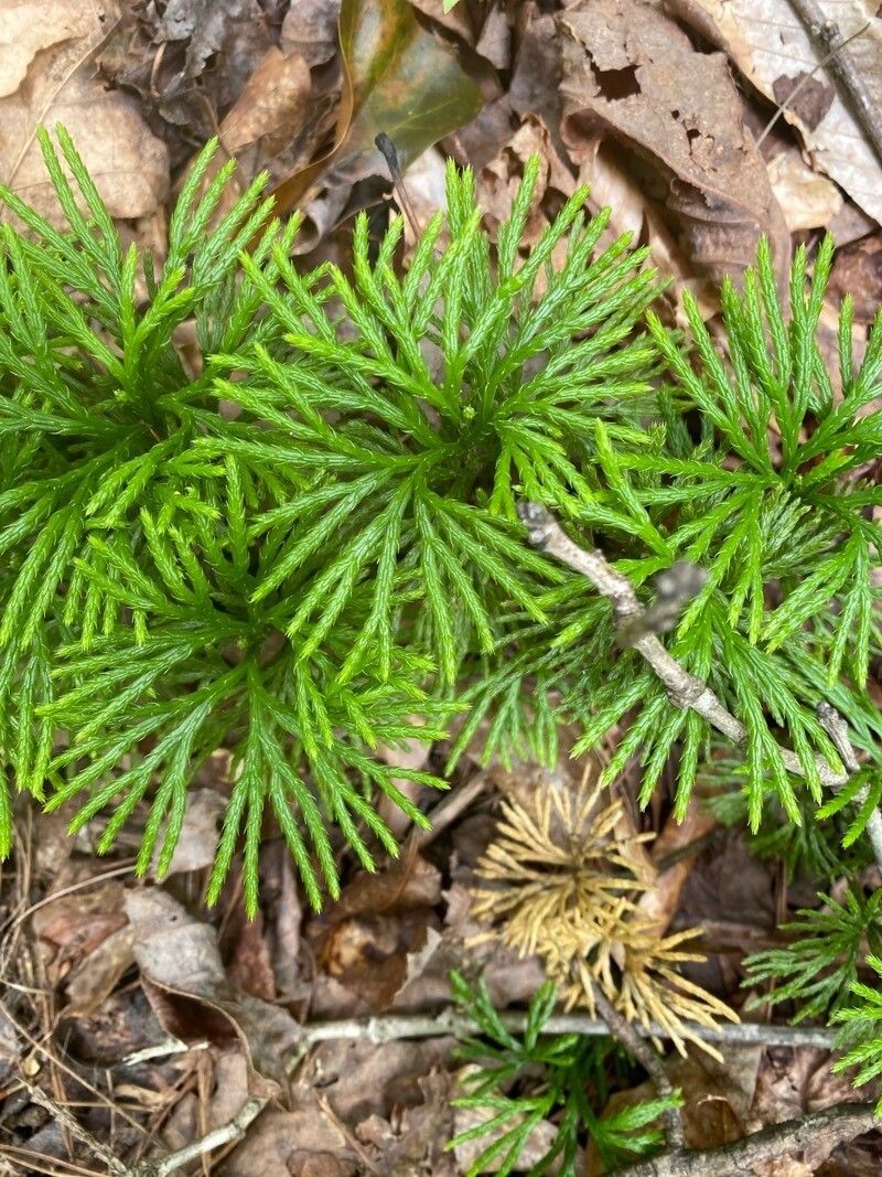 Fan Clubmoss photo 6