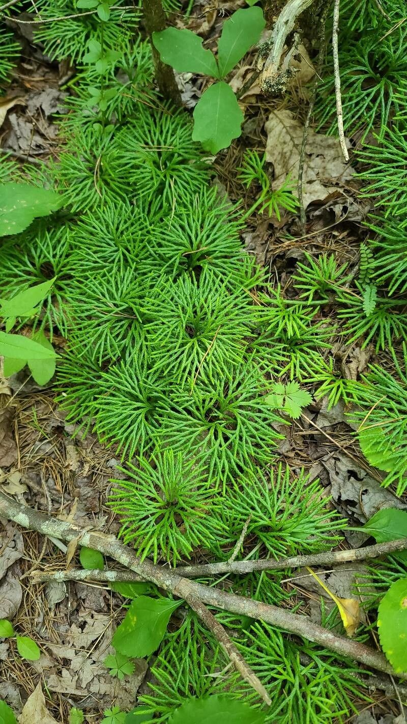 Fan Clubmoss photo 7