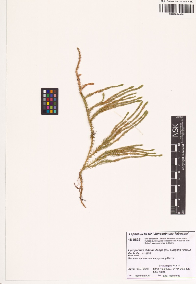 Lycopodium dubium