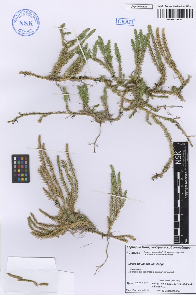 Lycopodium dubium photo 2