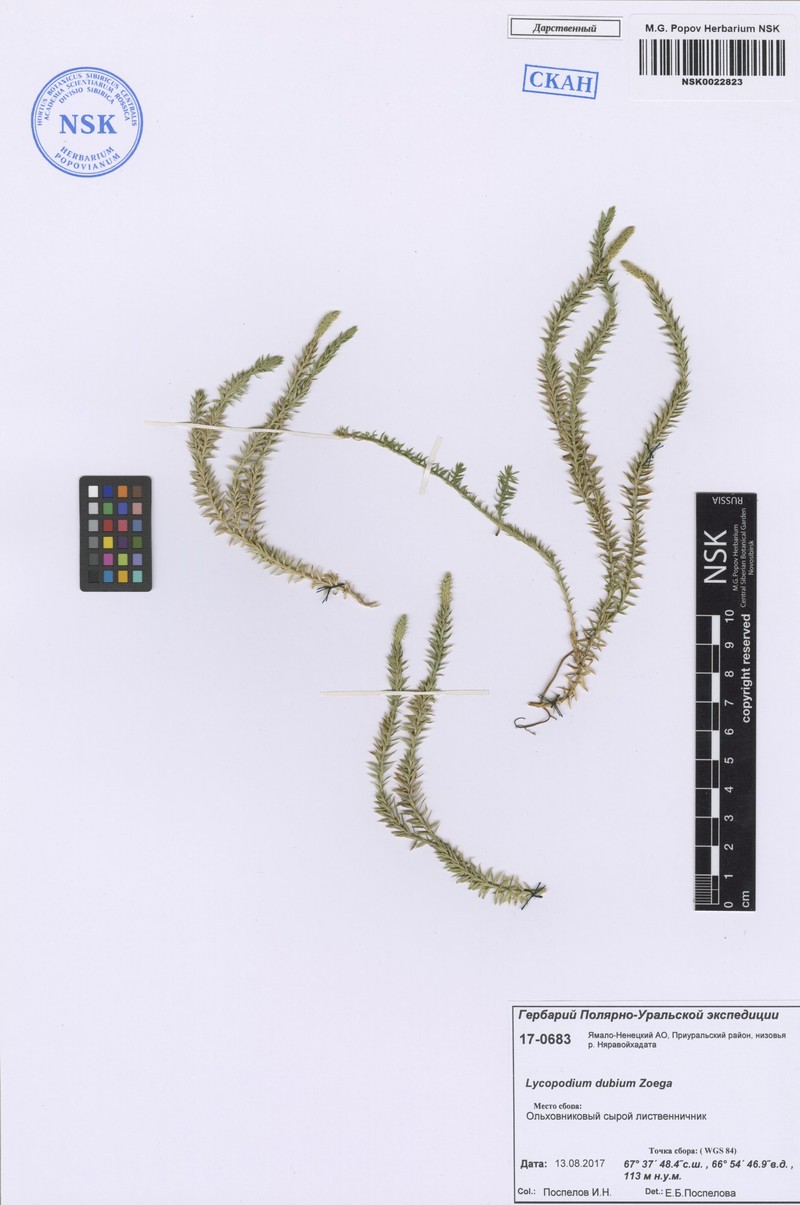 Lycopodium dubium photo 3