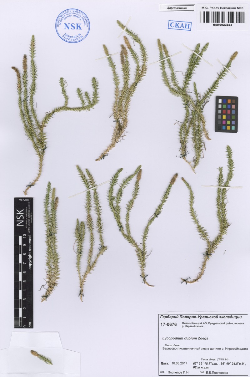 Lycopodium dubium photo 4