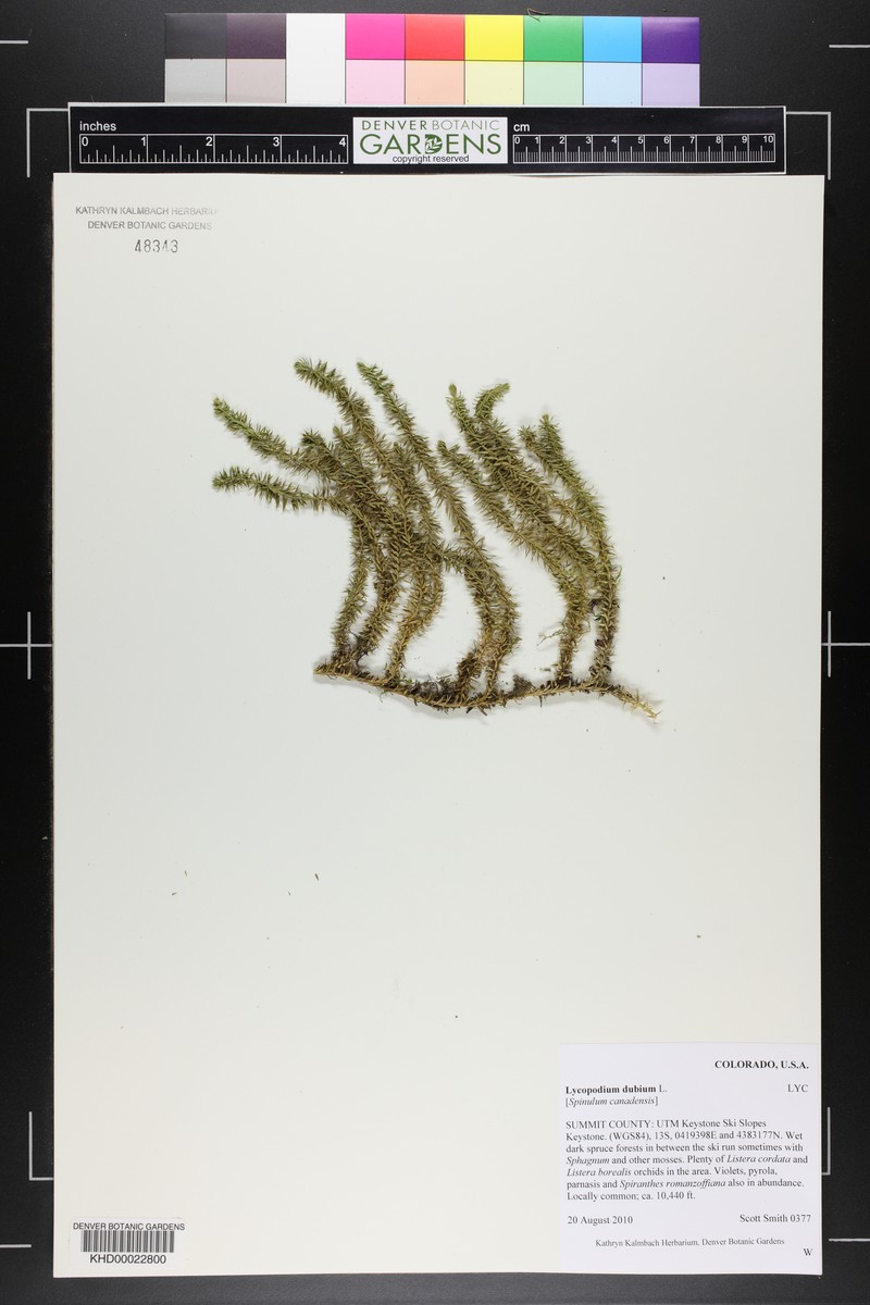 Lycopodium dubium photo 5