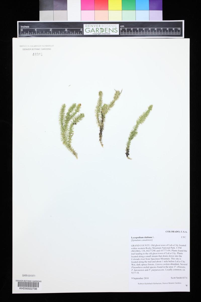 Lycopodium dubium photo 6