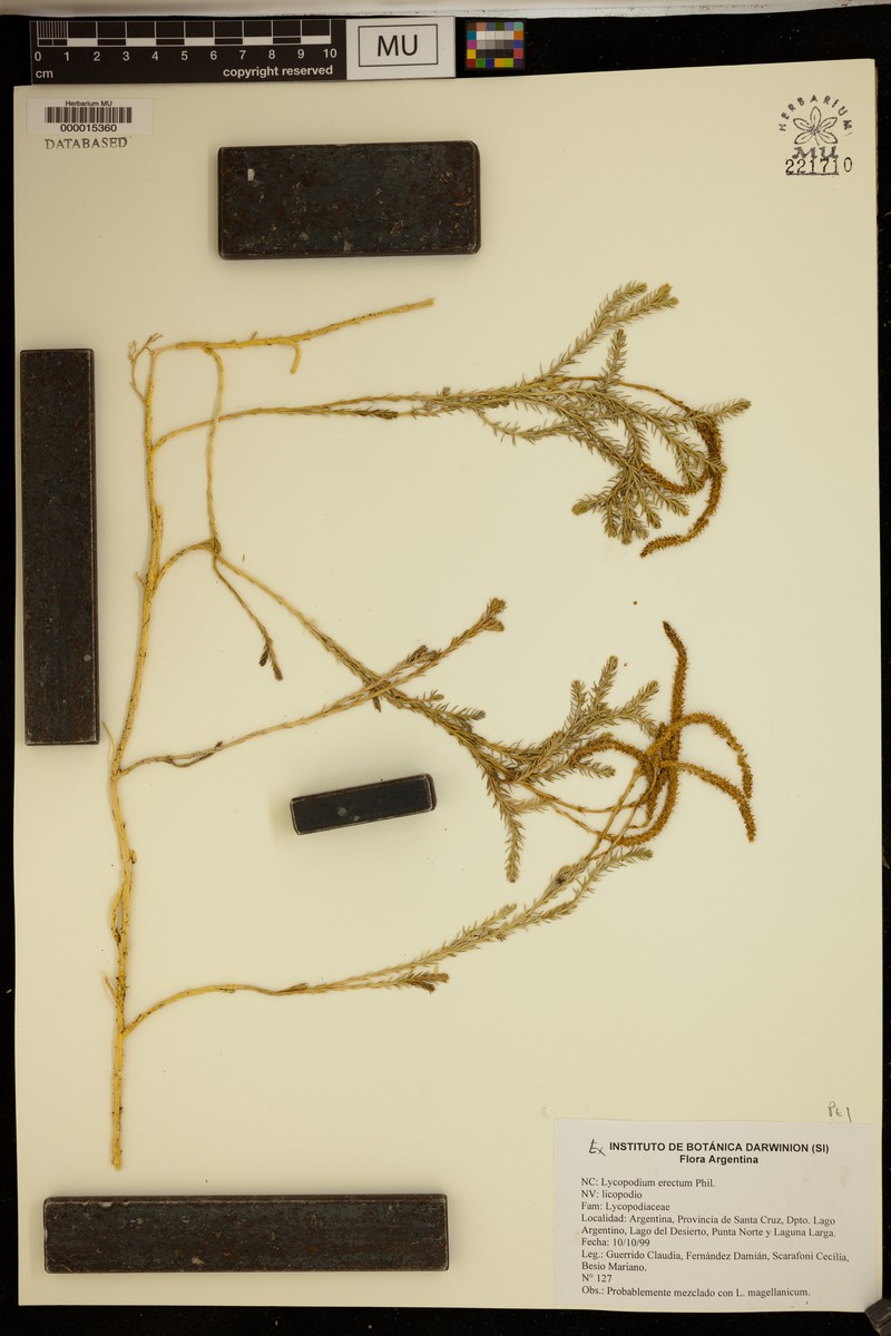 Lycopodium erectum