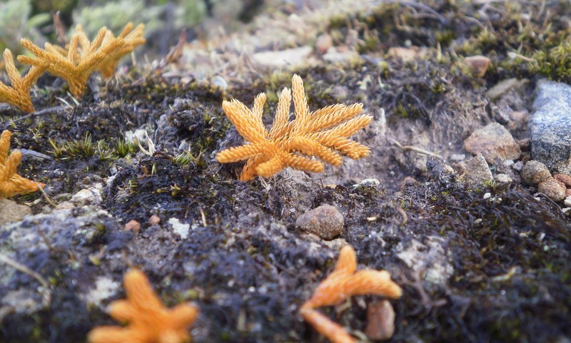 Lycopodium fastigiatum