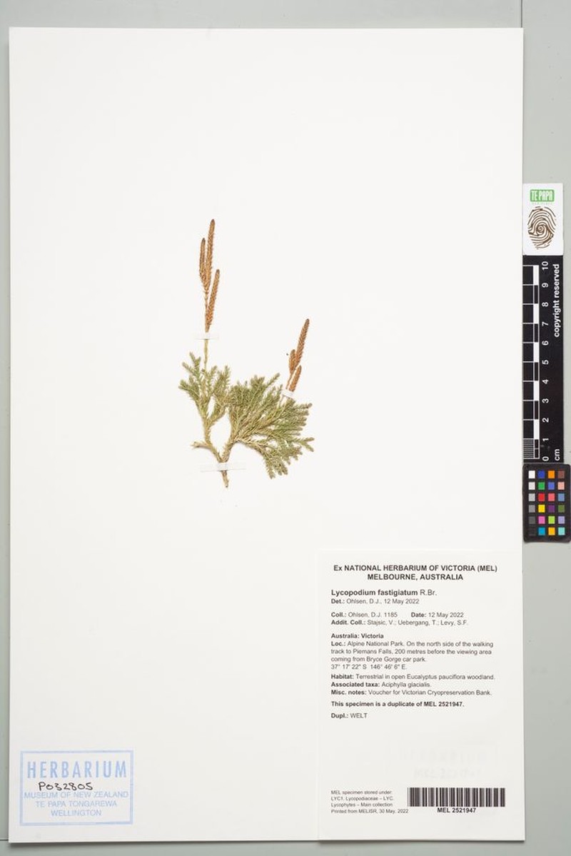 Lycopodium fastigiatum photo 2