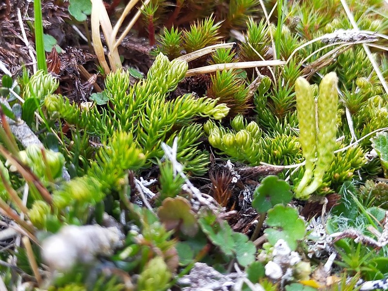 Lycopodium fastigiatum photo 3