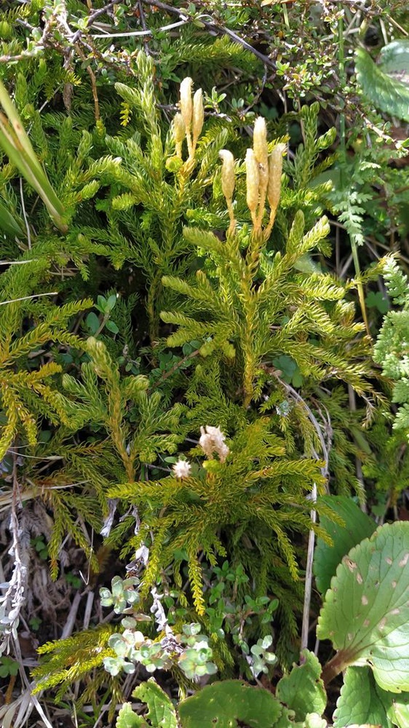 Lycopodium fastigiatum photo 4