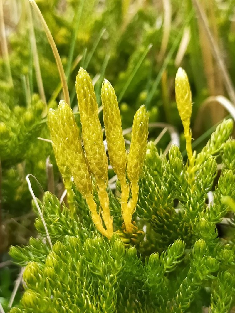 Lycopodium fastigiatum photo 5