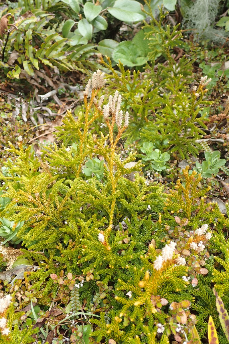 Lycopodium fastigiatum photo 6
