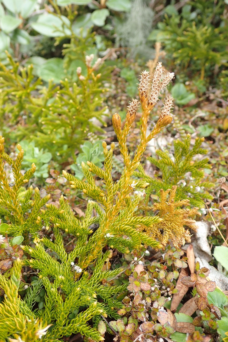 Lycopodium fastigiatum photo 7