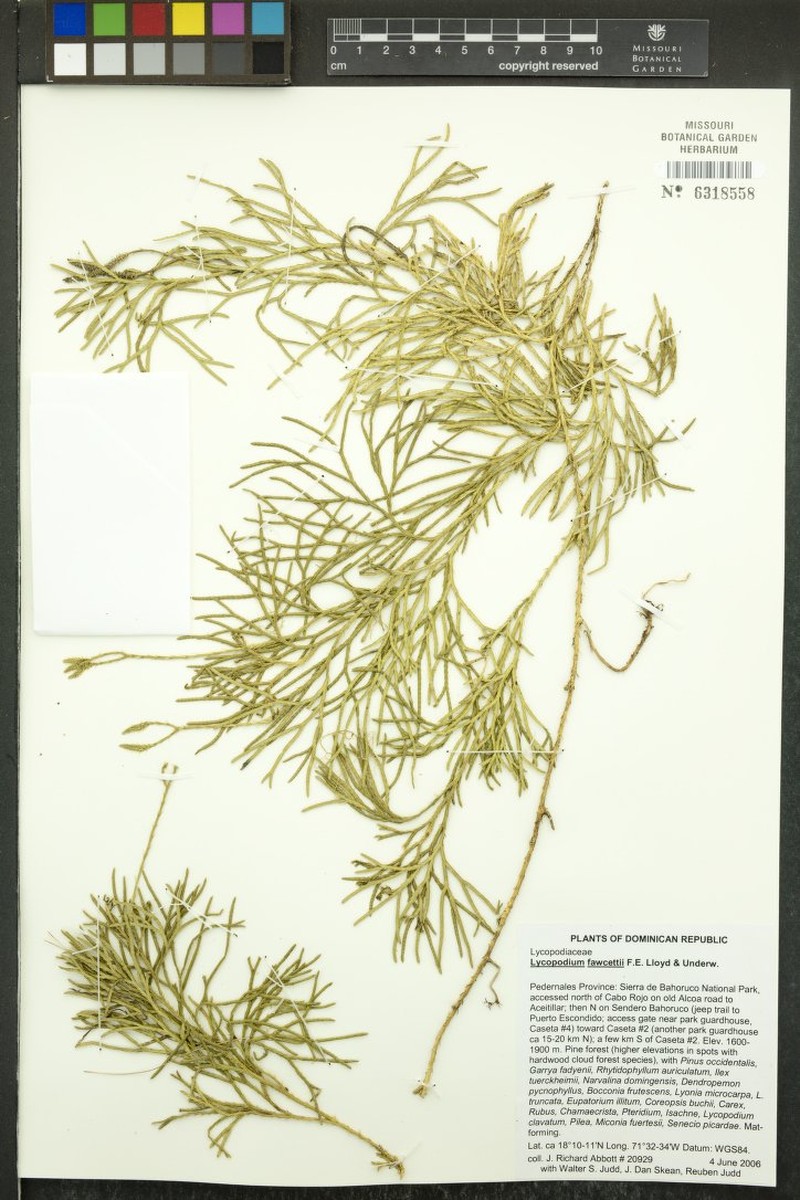 Lycopodium fawcettii