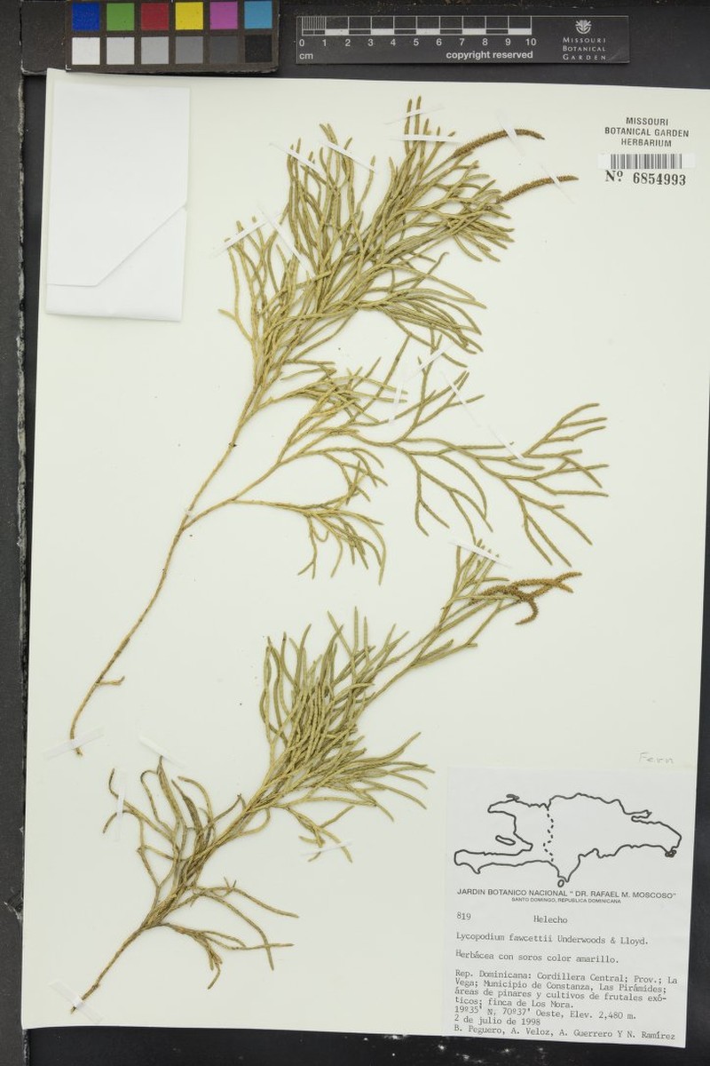 Lycopodium fawcettii photo 2