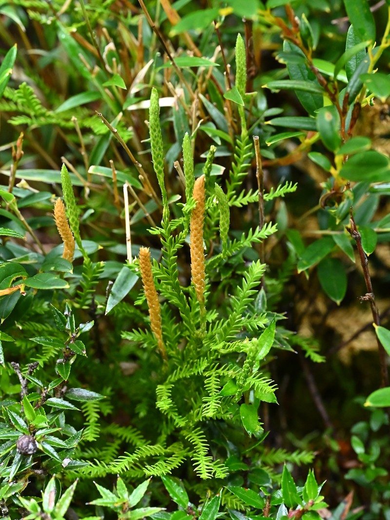 Lycopodium gayanum
