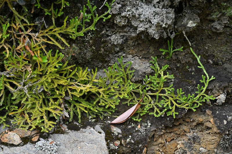 Lycopodium gayanum photo 2