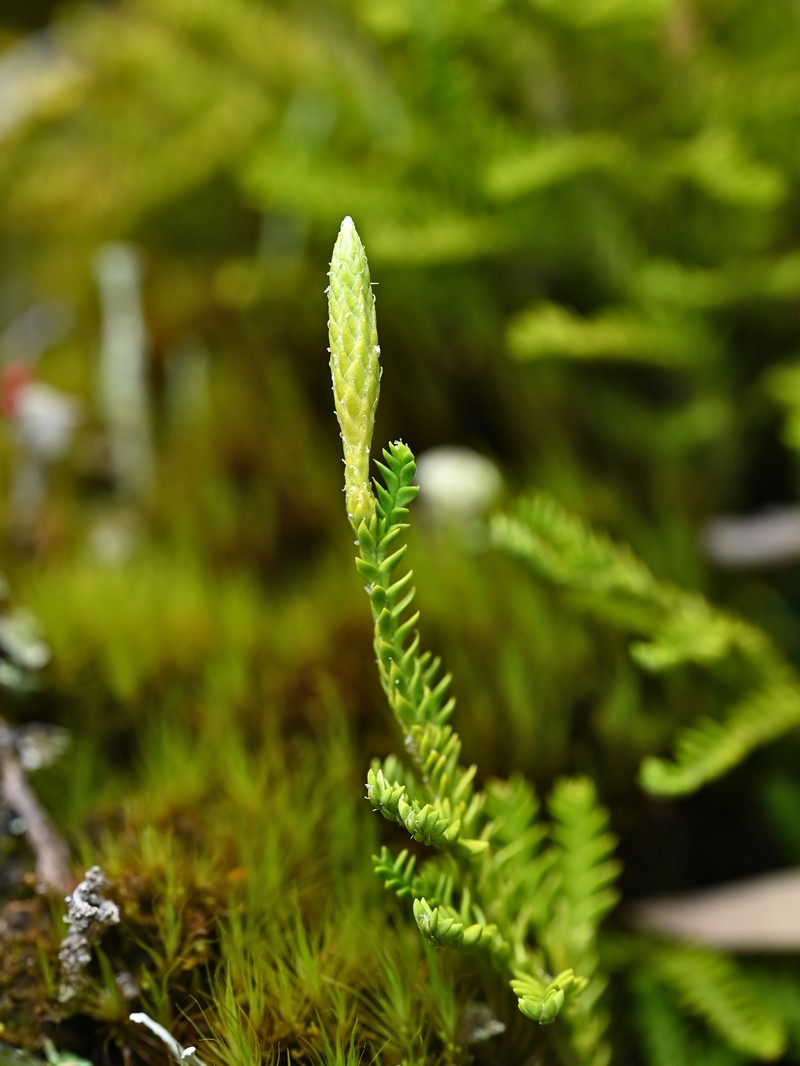 Lycopodium gayanum photo 3