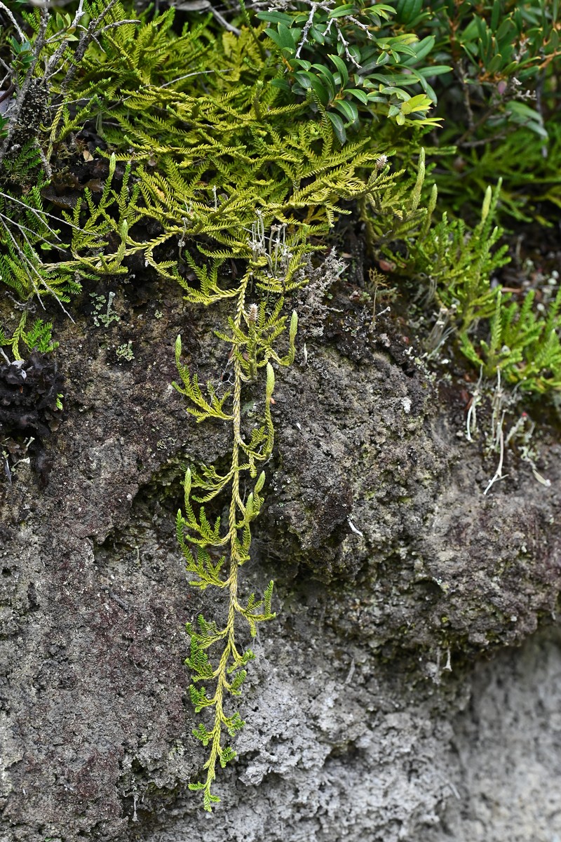 Lycopodium gayanum photo 4