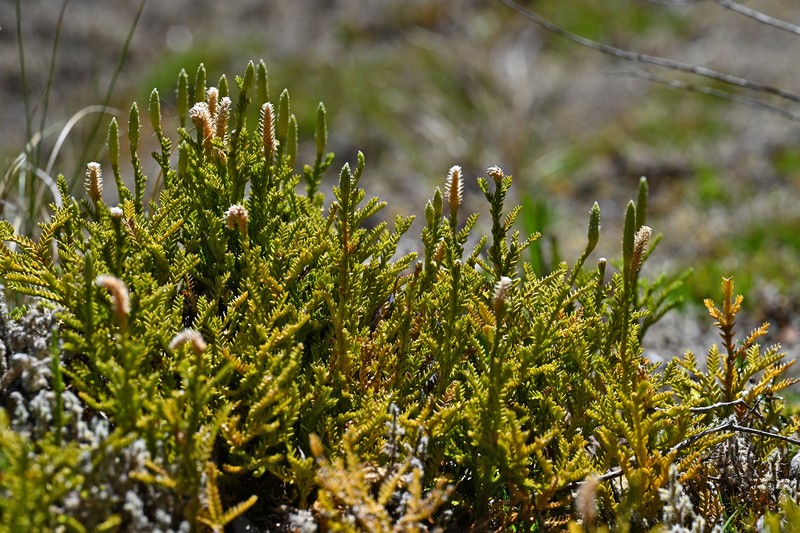 Lycopodium gayanum photo 5