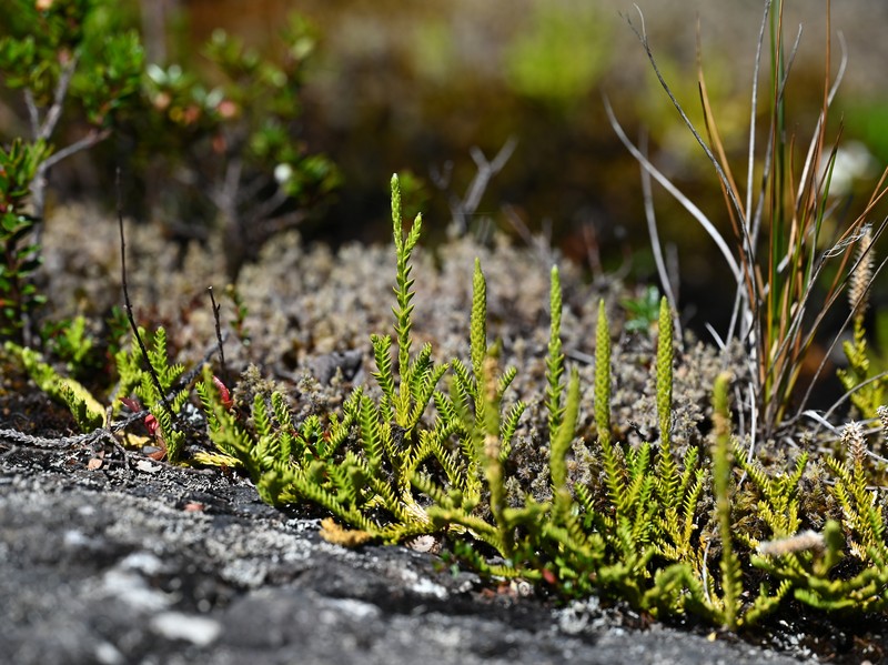 Lycopodium gayanum photo 6