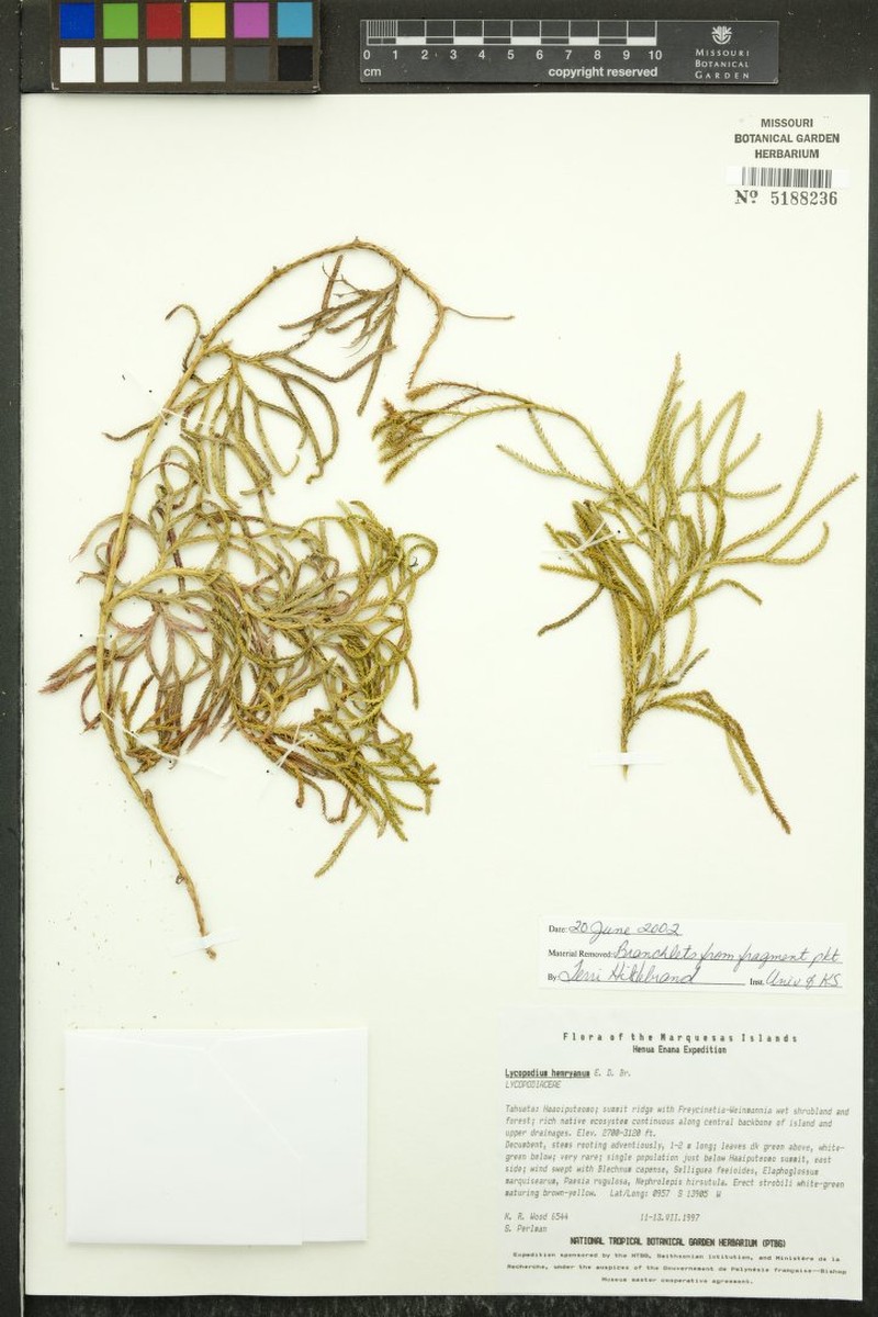Lycopodium henryanum