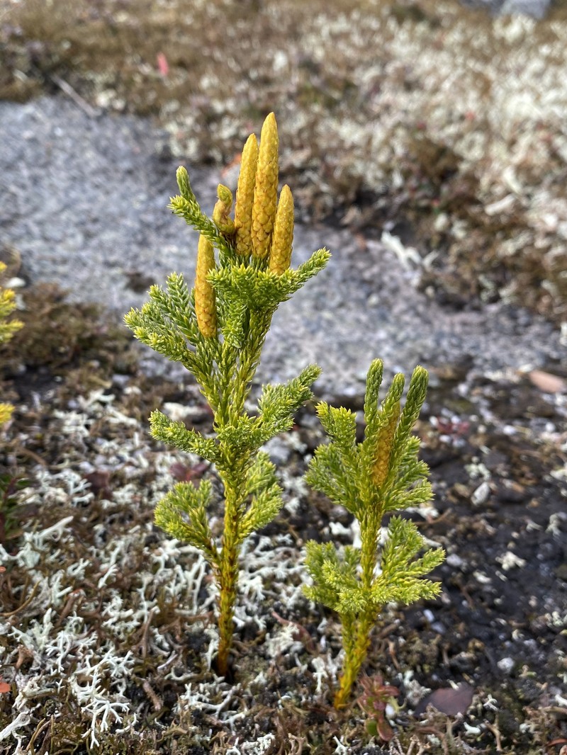 Pennsylvania Clubmoss photo 2