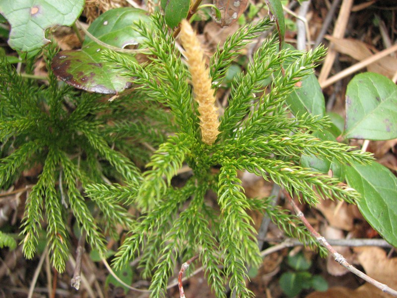 Pennsylvania Clubmoss