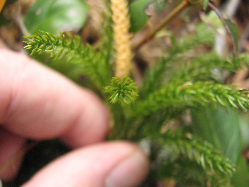 Pennsylvania Clubmoss photo 3