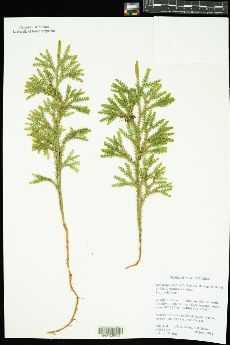 Pennsylvania Clubmoss photo 3