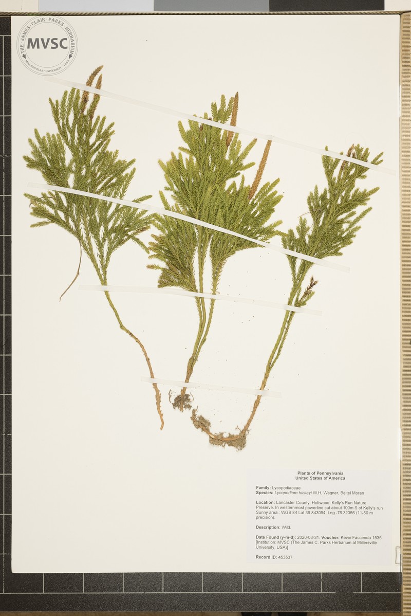 Pennsylvania Clubmoss photo 4